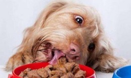 云顶黑喂狗吃瓜,黑喂狗吃瓜背后的故事与启示