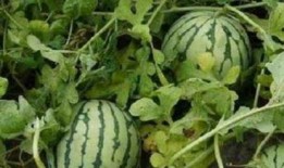 自己家里有瓜吃瓜说说,家中共享甜蜜时光