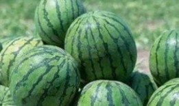 路边吃野瓜视频,一场视觉与味蕾的双重盛宴