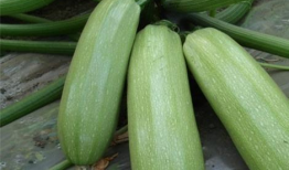 西美吃瓜,揭秘娱乐圈的甜蜜与苦涩