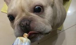 法斗吃瓜视频大全,趣味视频大盘点