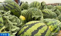 吃瓜赛道是什么,网络热议背后的娱乐现象解析